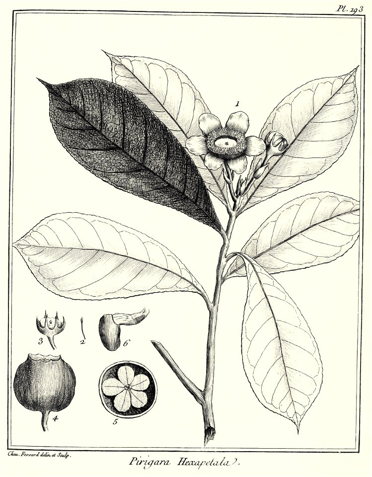 Pirigara hexapetala Aublet 1775 pl 193