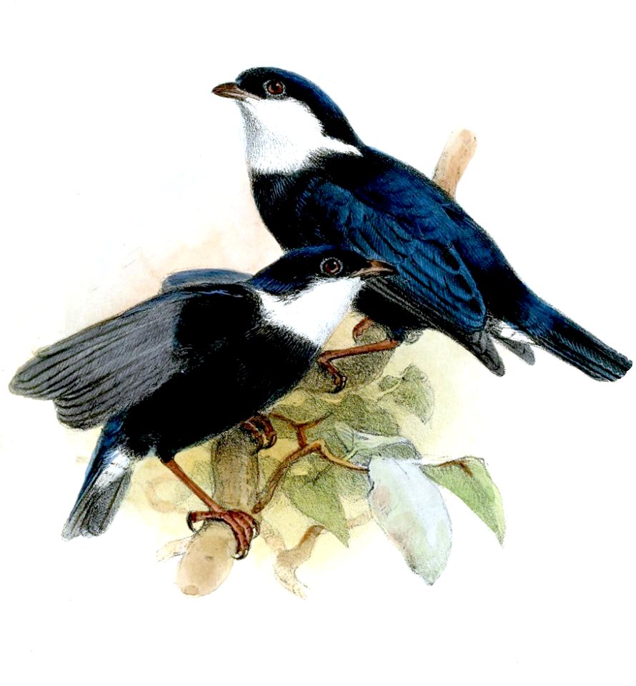 PipraLeucorrhoaWolf