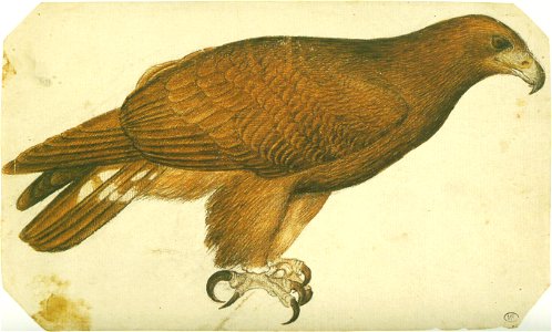 Pisanello - Codex Vallardi 2454