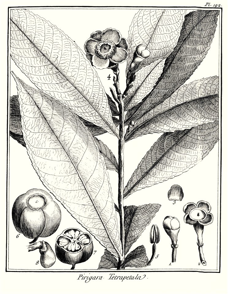 Pirigara tetrapetala Aublet 1775 pl 192