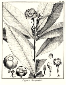 Pirigara tetrapetala Aublet 1775 pl 192
