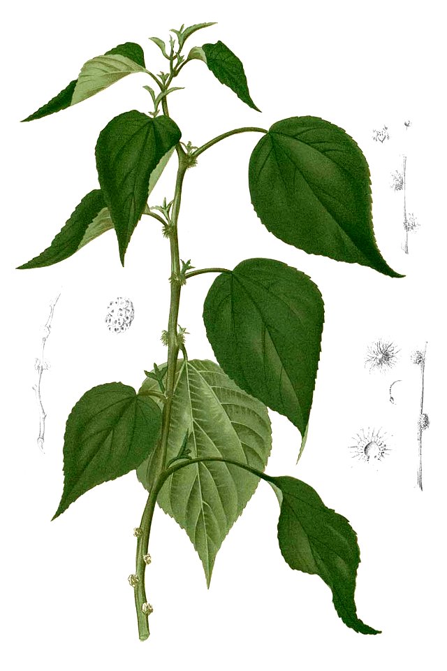 Pipturus arborescens Blanco2.371-cropped