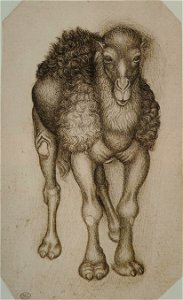 Pisanello - Codex Vallardi 2399