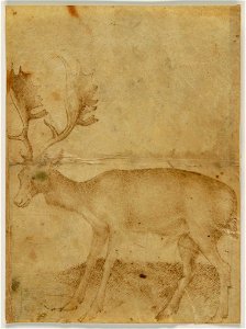 Pisanello - Cerf