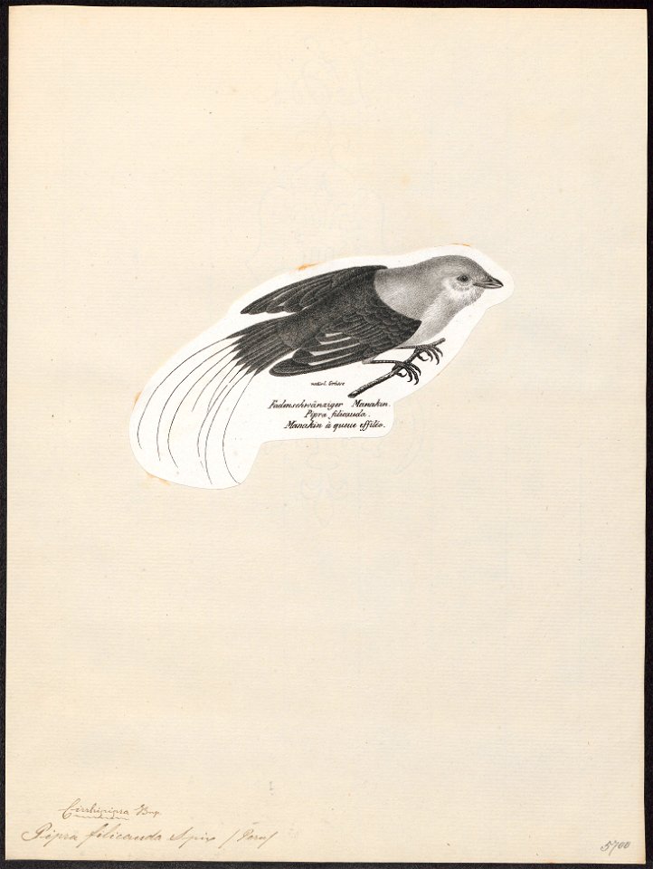 Pipra filicauda - 1809-1845 - Print - Iconographia Zoologica - Special Collections University of Amsterdam - UBA01 IZ16600195