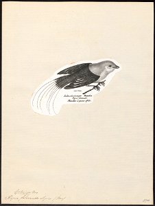 Pipra filicauda - 1809-1845 - Print - Iconographia Zoologica - Special Collections University of Amsterdam - UBA01 IZ16600195