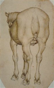 Pisanello - Codex Vallardi 2444