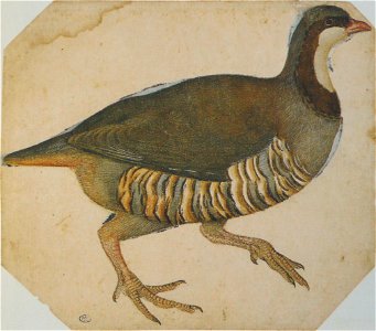 Pisanello - Codex Vallardi 2459