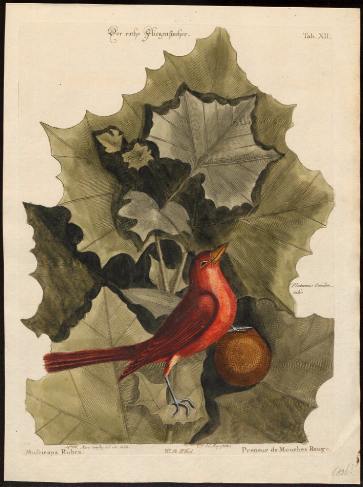 Piranga aestiva - 1700-1880 - Print - Iconographia Zoologica - Special Collections University of Amsterdam - UBA01 IZ15900233