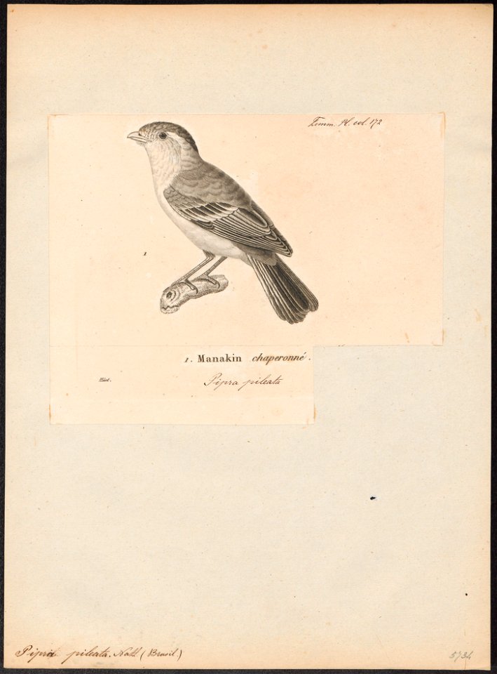 Pipra pileata - 1700-1880 - Print - Iconographia Zoologica - Special Collections University of Amsterdam - UBA01 IZ16600229