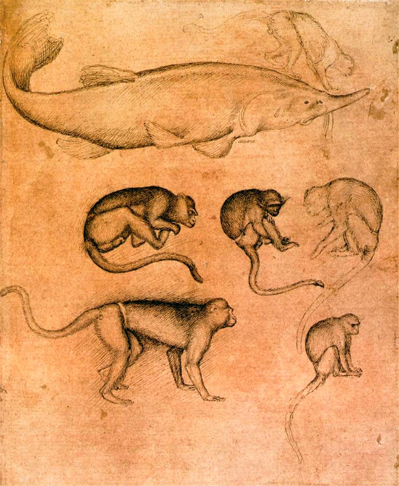 Pisanello - Sturgeon and Six Monkeys - WGA17879