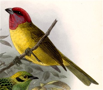 Piranga erythrocephala 1902. Free illustration for personal and commercial use.