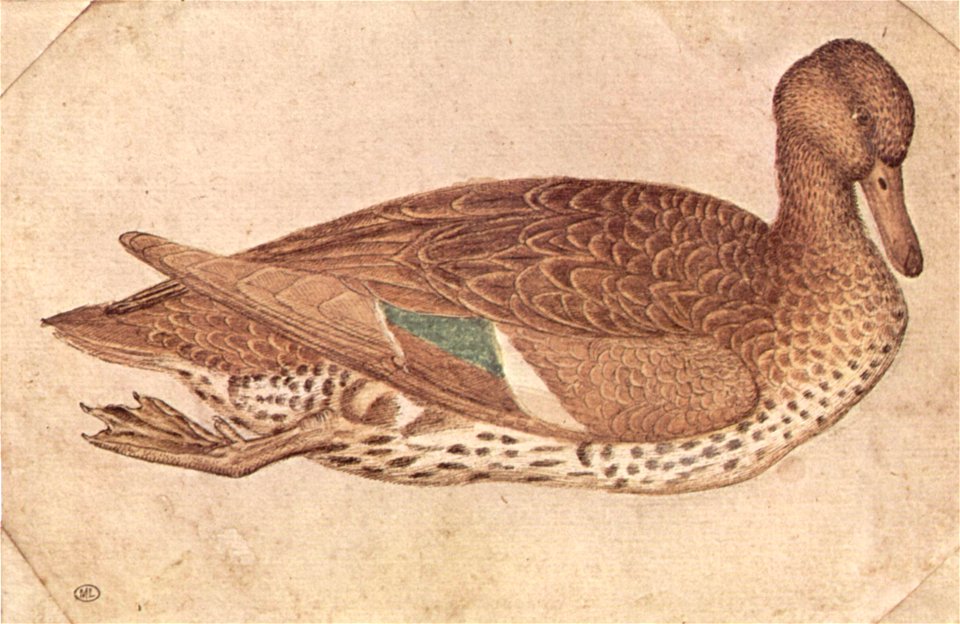 Pisanello 002