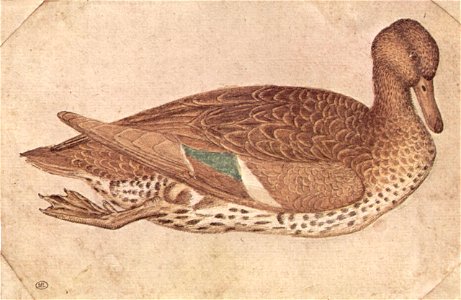 Pisanello 002