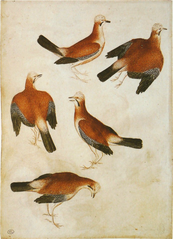 Pisanello - Codex Vallardi 2474