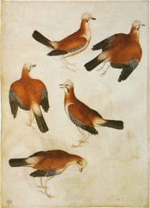 Pisanello - Codex Vallardi 2474