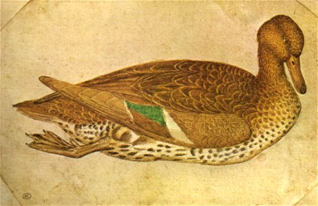 Pisanello, disegni, louvre 2461