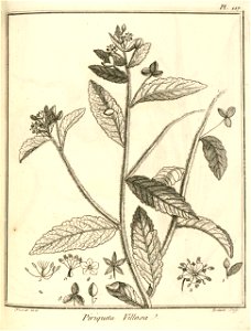 Piriqueta villosa Aublet 1775 pl 117