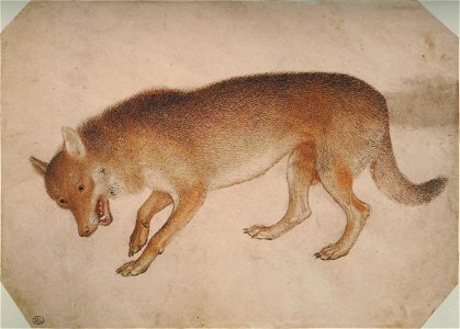 Pisanello - Codex Vallardi 2424