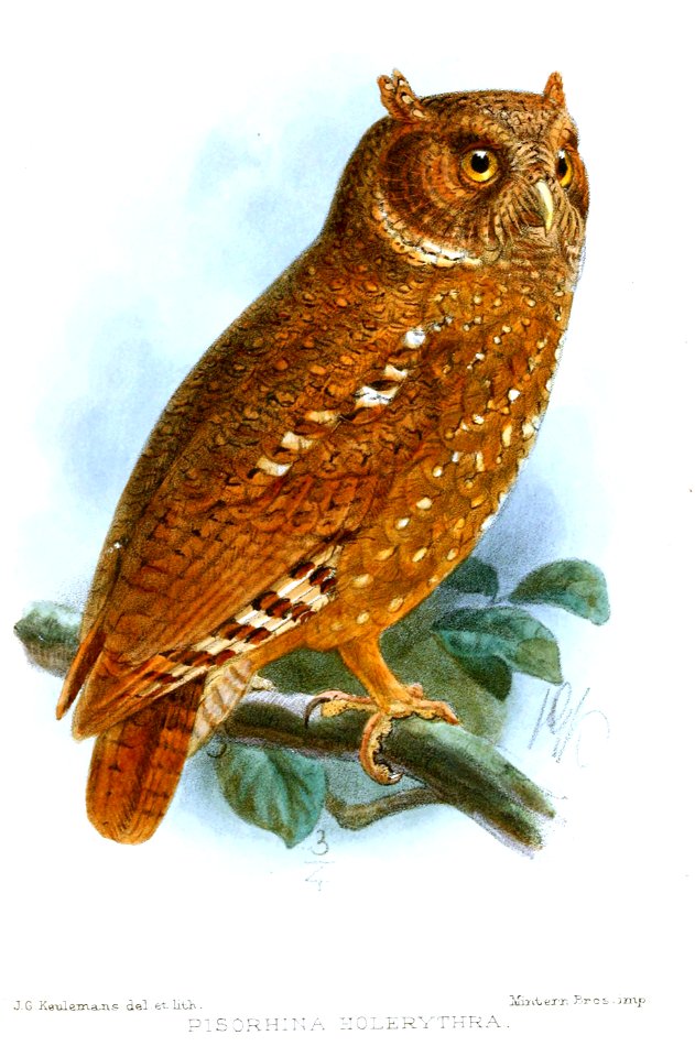 PisorhinaHolerythraKeulemans