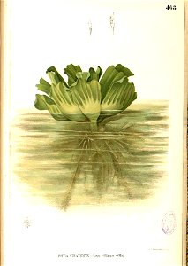 Pistia stratioites Blanco2.468-original