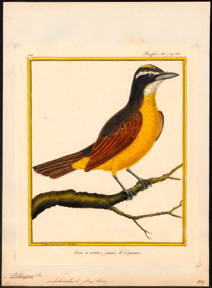 Pitangus sulphuratus - 1700-1880 - Print - Iconographia Zoologica - Special Collections University of Amsterdam - UBA01 IZ16500315