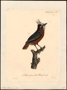Pithys albifrons - 1825-1834 - Print - Iconographia Zoologica - Special Collections University of Amsterdam - UBA01 IZ16400331
