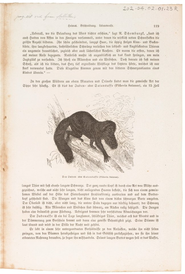 Pithecia satanas - 1700-1880 - Print - Iconographia Zoologica - Special Collections University of Amsterdam - UBA01 IZ20200242