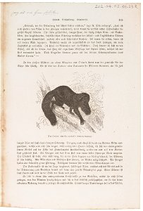 Pithecia satanas - 1700-1880 - Print - Iconographia Zoologica - Special Collections University of Amsterdam - UBA01 IZ20200242