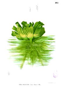 Pistia stratioites Blanco2.468
