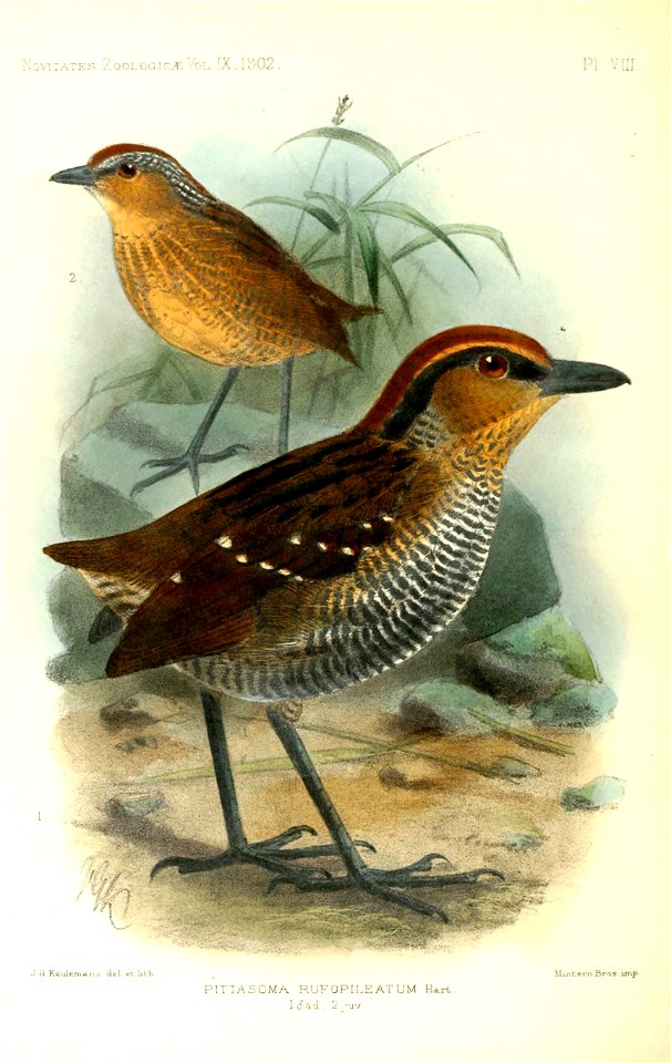 PittasomaRufopileatumKeulemans