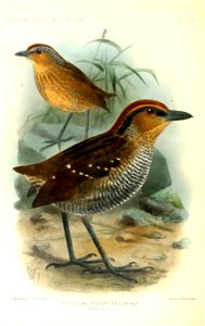 PittasomaRufopileatumKeulemans