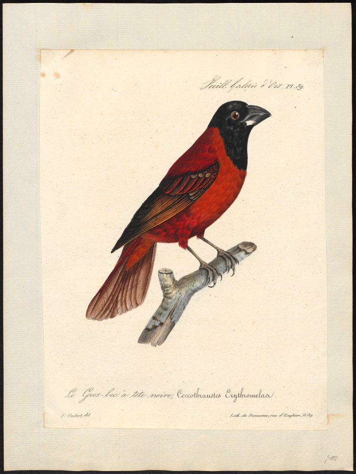 Pitylus erythromelas - 1825-1834 - Print - Iconographia Zoologica - Special Collections University of Amsterdam - UBA01 IZ15900403