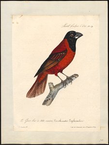 Pitylus erythromelas - 1825-1834 - Print - Iconographia Zoologica - Special Collections University of Amsterdam - UBA01 IZ15900403