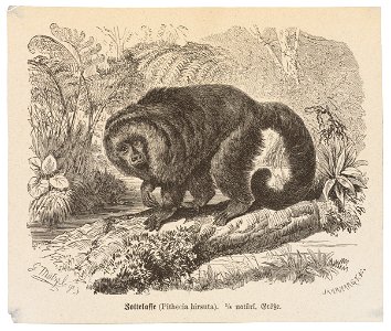 Pithecia hirsuta - 1700-1880 - Print - Iconographia Zoologica - Special Collections University of Amsterdam - UBA01 IZ20200234