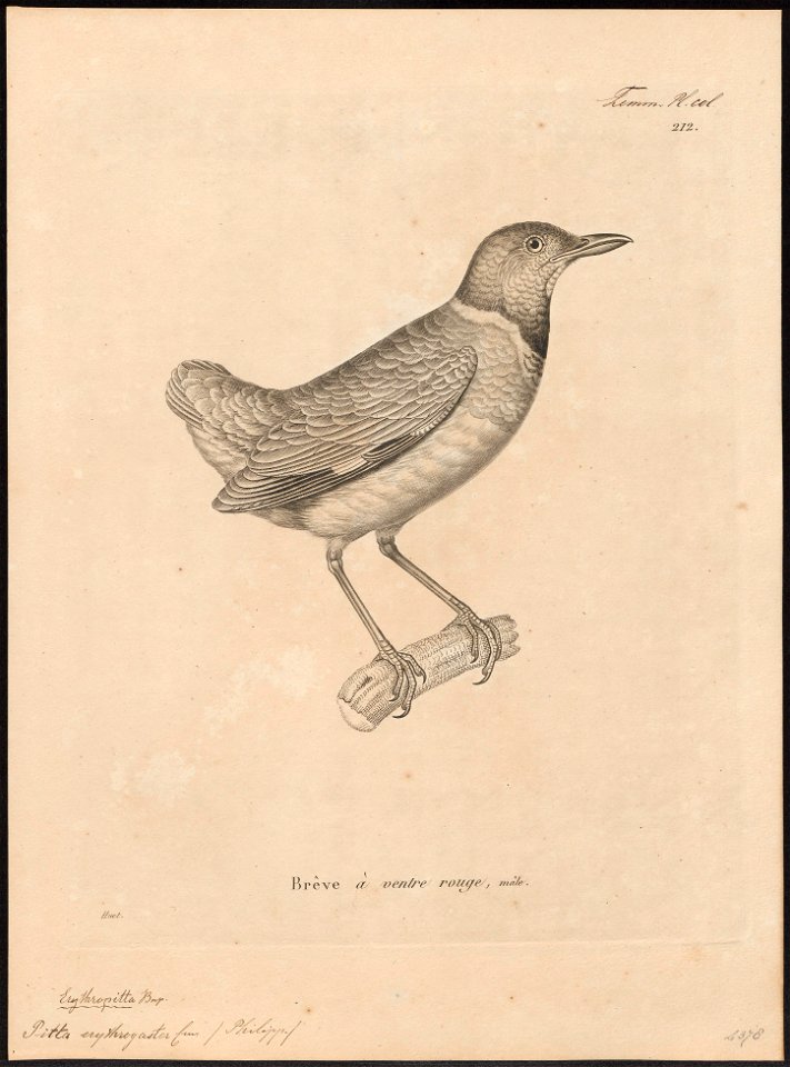 Pitta erythrogaster - 1700-1880 - Print - Iconographia Zoologica - Special Collections University of Amsterdam - UBA01 IZ16400285