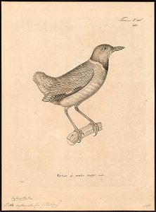 Pitta erythrogaster - 1700-1880 - Print - Iconographia Zoologica - Special Collections University of Amsterdam - UBA01 IZ16400285