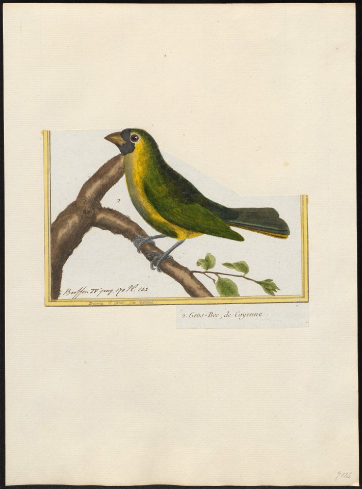 Pitylus viridis - 1700-1880 - Print - Iconographia Zoologica - Special Collections University of Amsterdam - UBA01 IZ15900405