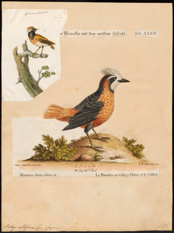 Pithys albifrons - 1700-1880 - Print - Iconographia Zoologica - Special Collections University of Amsterdam - UBA01 IZ16400335