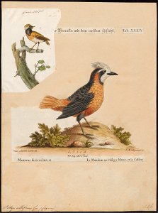Pithys albifrons - 1700-1880 - Print - Iconographia Zoologica - Special Collections University of Amsterdam - UBA01 IZ16400335