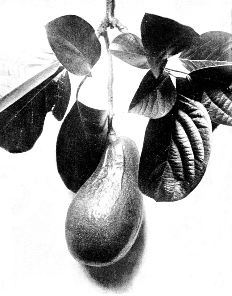 PSM V48 D839 Avocado or alligator pear