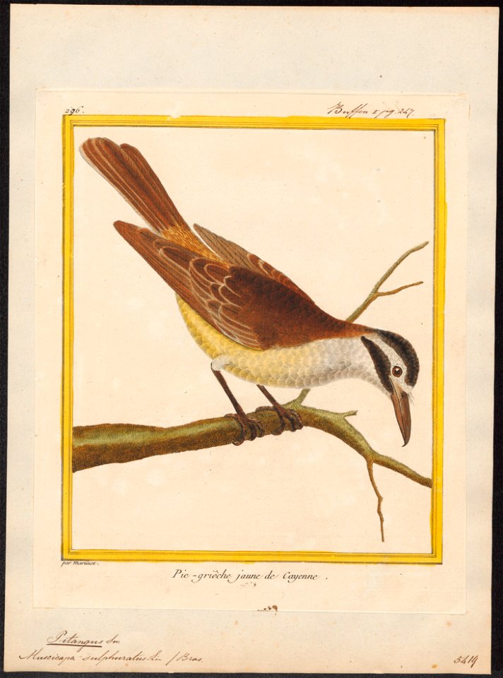 Pitangus sulphuratus - 1700-1880 - Print - Iconographia Zoologica - Special Collections University of Amsterdam - UBA01 IZ16500311