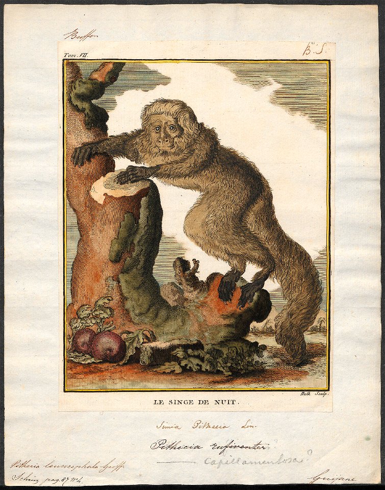 Pithecia leucocephala - 1773-1807 - Print - Iconographia Zoologica - Special Collections University of Amsterdam - UBA01 IZ19800046