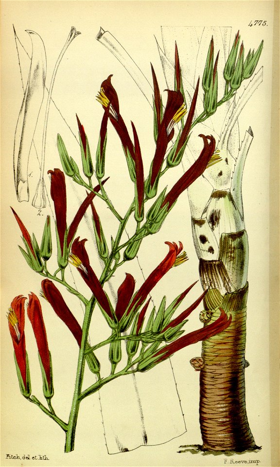 Pitcairnia paniculata (as P. longifolia) - Curtis' 80 (Ser. 3 no. 10) pl. 4775 (1854)