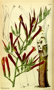 Pitcairnia paniculata (as P. longifolia) - Curtis' 80 (Ser. 3 no. 10) pl. 4775 (1854)