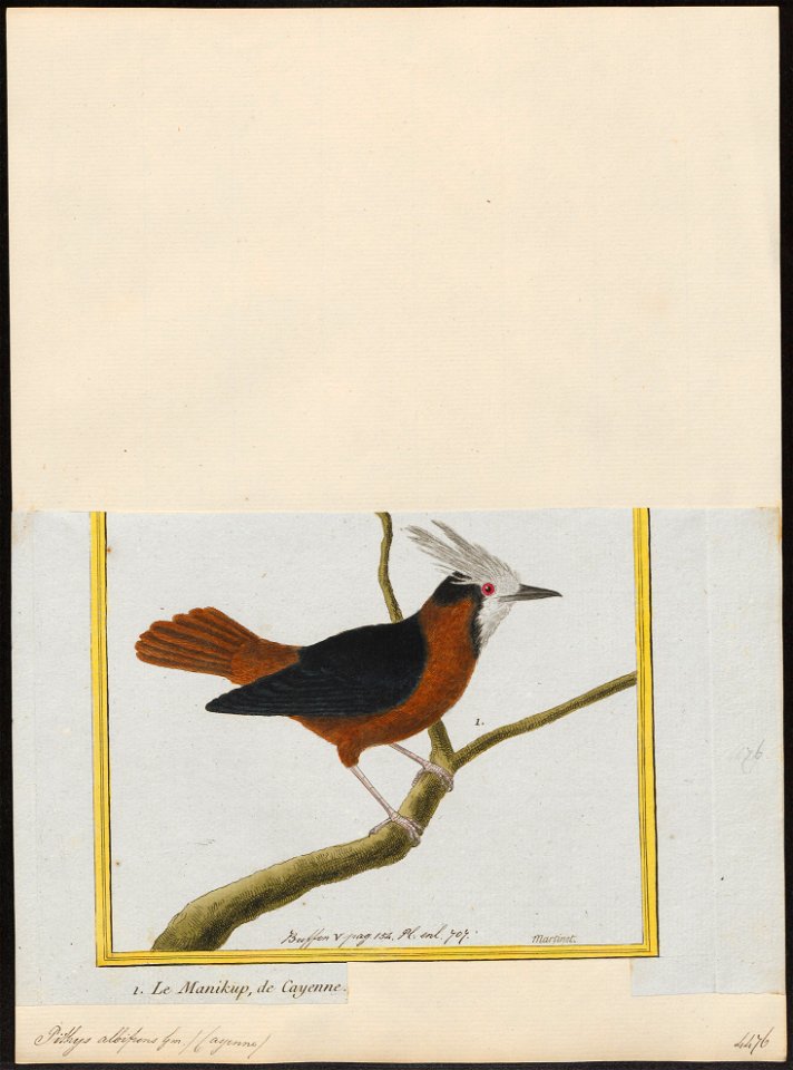 Pithys albifrons - 1700-1880 - Print - Iconographia Zoologica - Special Collections University of Amsterdam - UBA01 IZ16400329