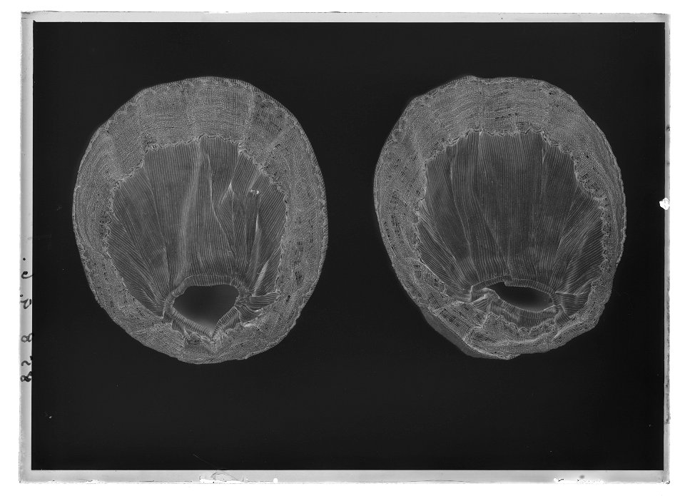 Pistolhölsterkappa - Livrustkammaren - 17818-negative