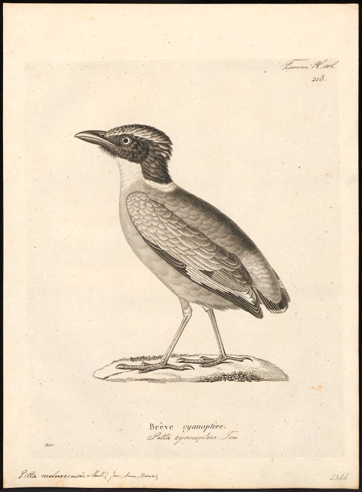 Pitta moluccensis - 1700-1880 - Print - Iconographia Zoologica - Special Collections University of Amsterdam - UBA01 IZ16400251