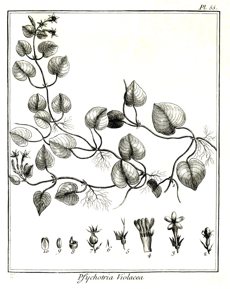 Psychotria violacea Aublet 1775 pl 55
