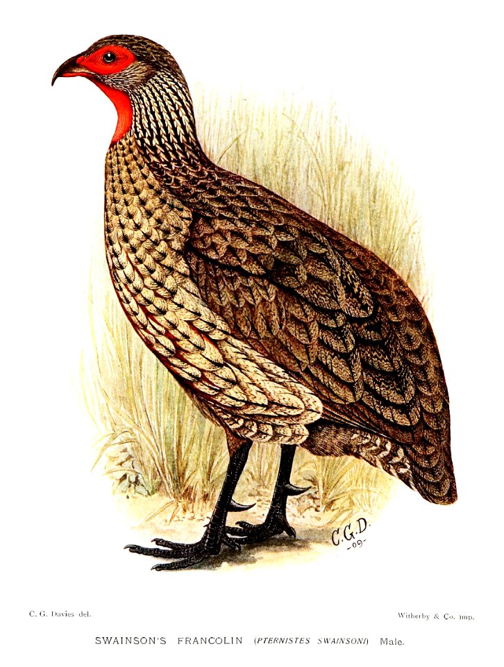 PternistesSwainsoniDavies